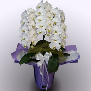 豊後大野市三重町の葬儀場メメント・モリ供花のご注文承ります